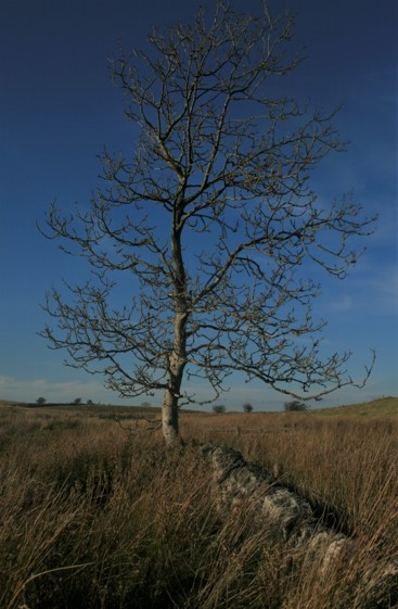 Tree near Brocolitia
