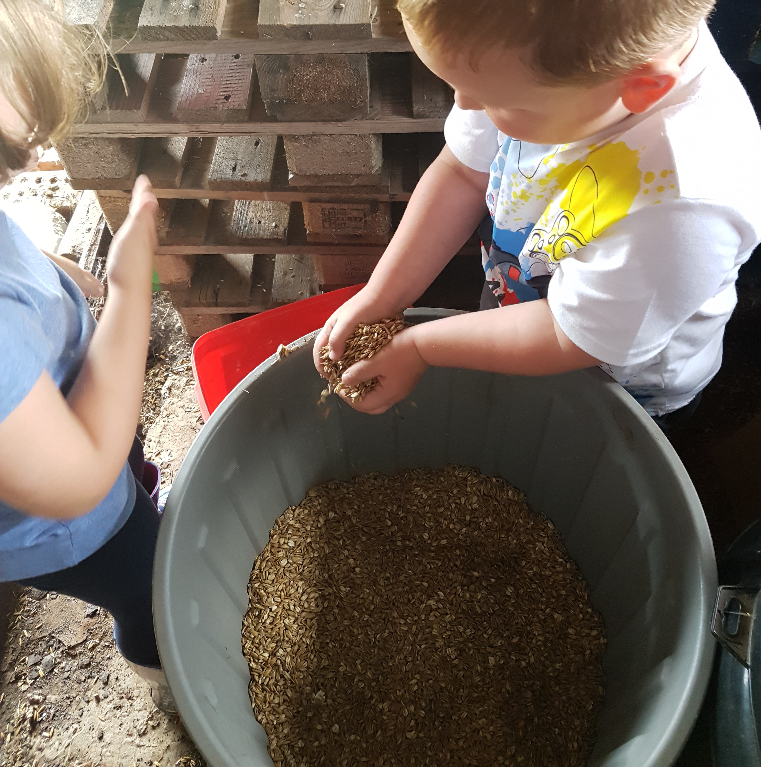 Getting sheep feed